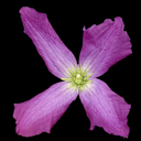 Clematis viticella