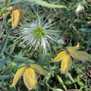 Clematis aff hookeriana