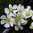 Clematis marmoraria x paniculata 'Lunar Lass' #9