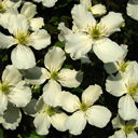 Clematis montana #839