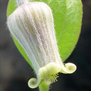 Clematis ocroleuca ex Hans