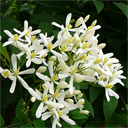 Clematis recta