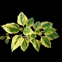 Clerodendron trichotomum variegata ('carnival')