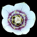 Codonopsis clematidea