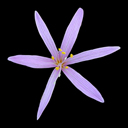 Colchicum corsicum