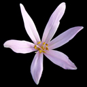 Colchicum pusillum