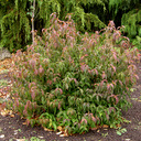 Cornus kousa 'Witches Broom Seedlings'
