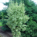 Cornus mas 'Variegata' larger