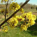 Cornus officianalis