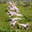 Corydalis leucanthema �Silver Spectre� DJHC 752