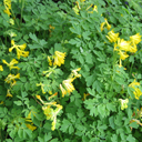 Corydalis lutea