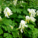 Corydalis ochroleuca