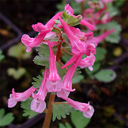 Corydalis solida 'Dieter Schacht'