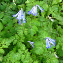 Corydalis ex 'Dufu Temple'