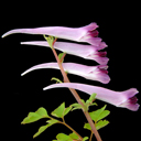 Corydalis stenantha