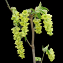 Corylopsis sinensis v. vietchiana