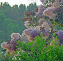 Cotinus 'Grace'