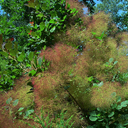 Cotinus coggygria 'Pink Champagne'