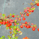Cotoneaster apiculatus apiculatus