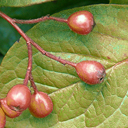 Cotoneaster bullatus