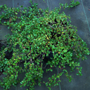 Cotoneaster dammeri �Mooncreeper�