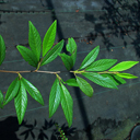 Cotoneaster rothschildiana