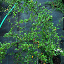 Cotoneaster saxifolia