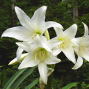 Crinum x powlii var album