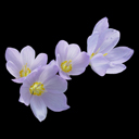 Crocus kotschyanus