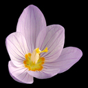 Crocus kotschyanus kotschyanus