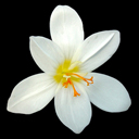 Crocus pulchellus zephyr