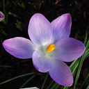 Crocus tommasinianus �Whitewall Purple�
