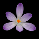 Crocus vernus
