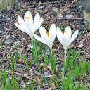 Crocus vernus albiflorus