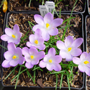 Crocus heuffleanus
