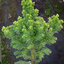 Cryptomeria japonica 'Black Dragon' (larger)