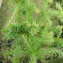 Cryptomeria japonica 'Kilmakurrough' (larger)