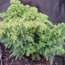 Cryptomeria japonica �Tansu�