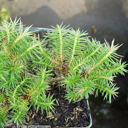 Cunninghamia konishii 'Coolwyn Compact'