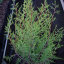 Cupressus jiangeensis