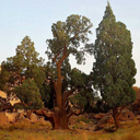 Cupressus sempervirens var. dupreziana