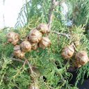 Cupressus sempervirens 'Worthiana'