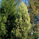Cupressus glabra 'Sulphurea'