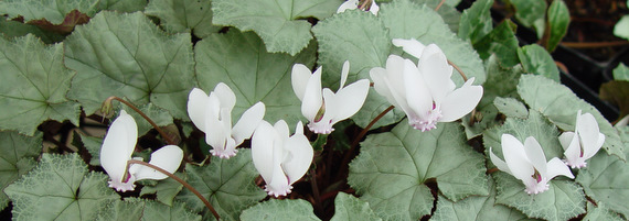 Cyclamen