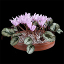 Cyclamen cilicium