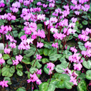 Cyclamen coum