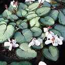 Cyclamen coum �Maurice Dryden�