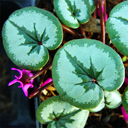 Cyclamen coum �Marbled Leaf aff. E.A. Bowles 471�