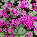 Cyclamen coum �Silver Leaf�