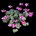 Cyclamen coum �Pewter Leaf�